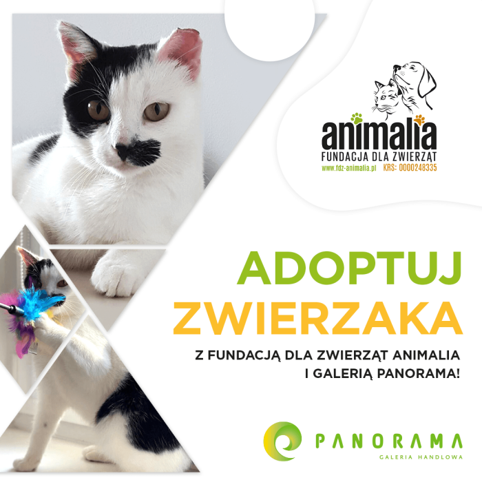 J051 Panorama Animalia Adoptuj 2021_1080x1080 Julka